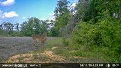County Rd. 534 - 114 Acres - Lafayette County, FL