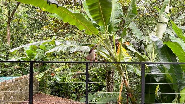24 Beach Path, Uvita, Costa Rica