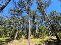 Mulberry Fork Riverfront Property - Walker County, AL