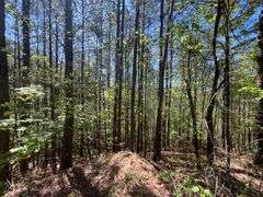 Mulberry Fork Riverfront Property - Walker County, AL