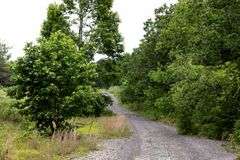 Absolute Auction 144+/- Acres Selling in Tracts: 799 Hargett Drive, Irvine KY - Live On-Site w/Internet Bidding Available