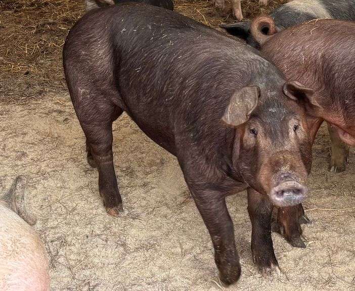 Whole Hog from Beach Farms
