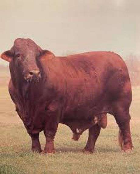 Semen Package: King Cotton