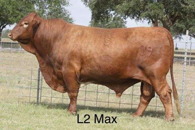 Semen Package: L2 Max