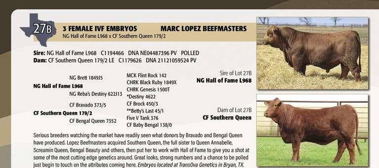 Sexed Female Embryo Package: NG HALL OF FAME x CF SOUTHERN QUEEN