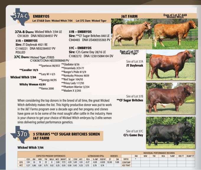 Embryo Package: CJ'S GAME DAY x WICKED TIGER
