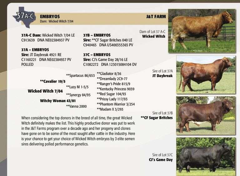 Embryo Package: CF SUGAR BRITCHES x WICKED WITCH