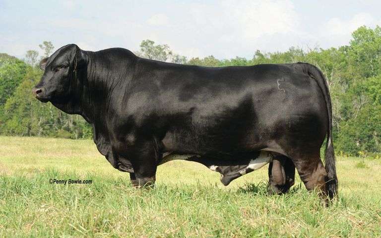 Semen Package: EMS Captain Britches