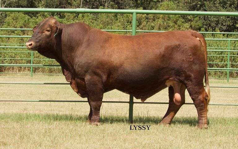 Semen Package: Lyssy's Big Chief