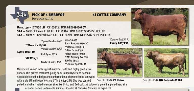 Embryo Package: NG BEDROCK x LYSSY 107/130