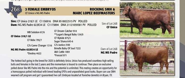 Sexed Female Embryo Package: CF UNICO x NG MS PADRE