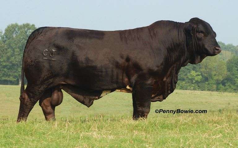 Semen Package: CJ's Motown