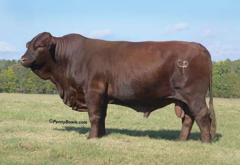 Semen Package: CF Masterpiece