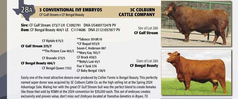 Embryo Package: CF GULF STREAM x CF BENGAL BEAUTY