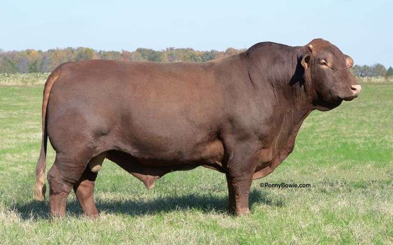 Semen Package: CHRK Ruger Red Label