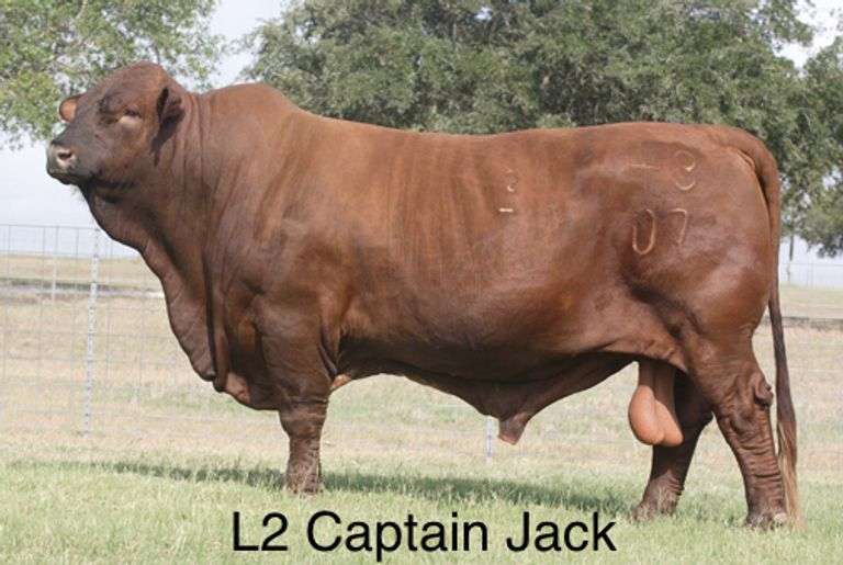 Semen Package: L2 Captain Jack