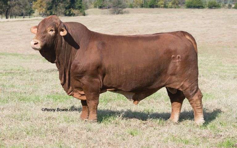 Semen Package: CF Brass Monkey