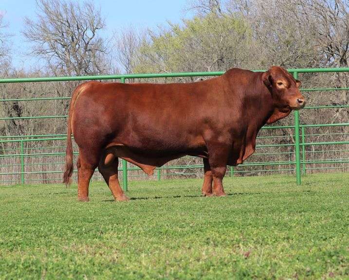 Embryo Package: CF BRAVADO x HIGH TIDE FULL SISTER