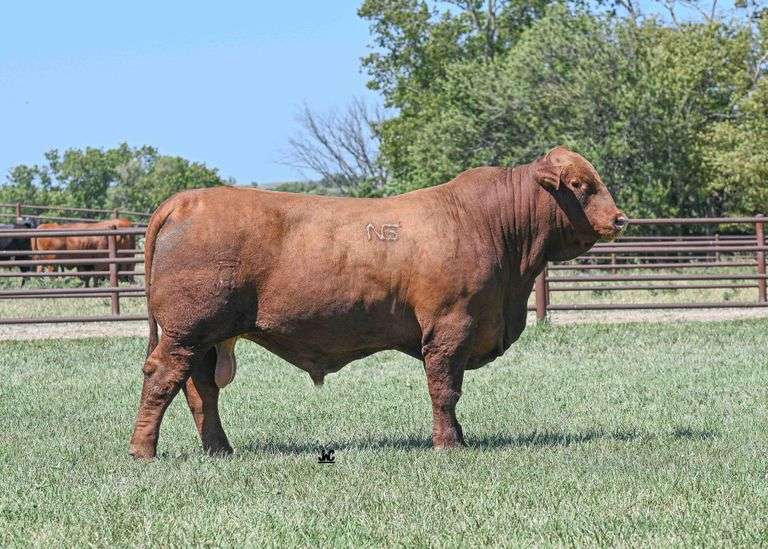 Semen Package: Lyssy Driving Force