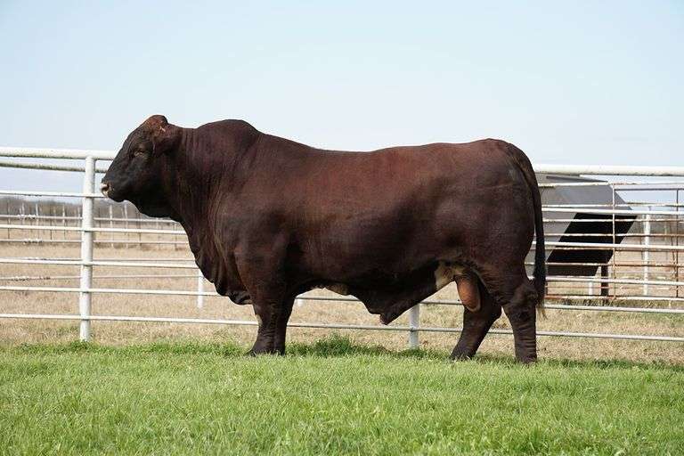 Semen Package: Lyssy's Tonto