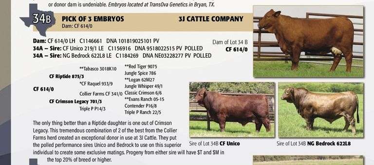 Embryo Package: NG BEDROCK x CF 614/0