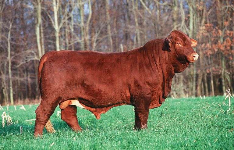 Semen Package: CF's Grand Cherokee