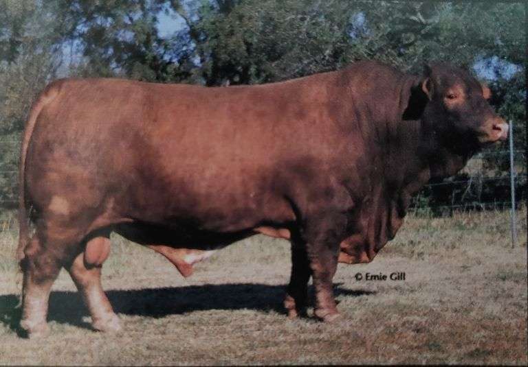 Semen Package: Sandman