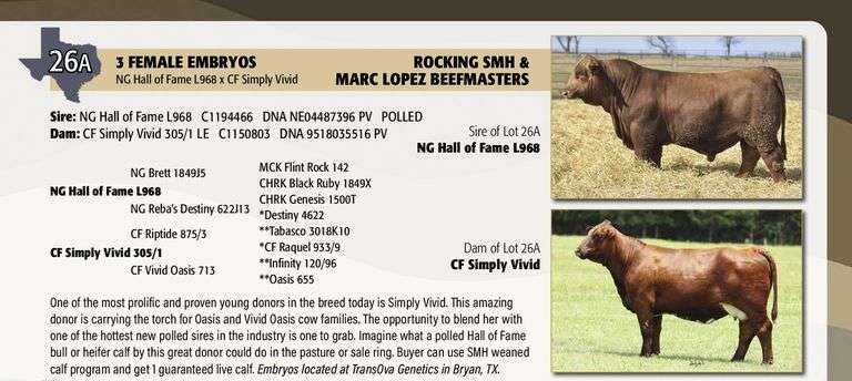 Sexed Female Embryo Package: NG HALL OF FAME x CF SIMPLY VIVID