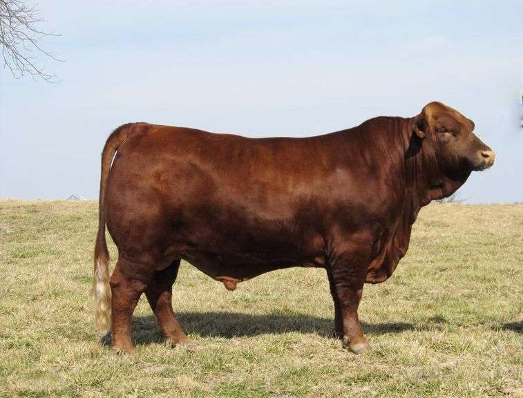 Semen Package: WPR Chick Magnet