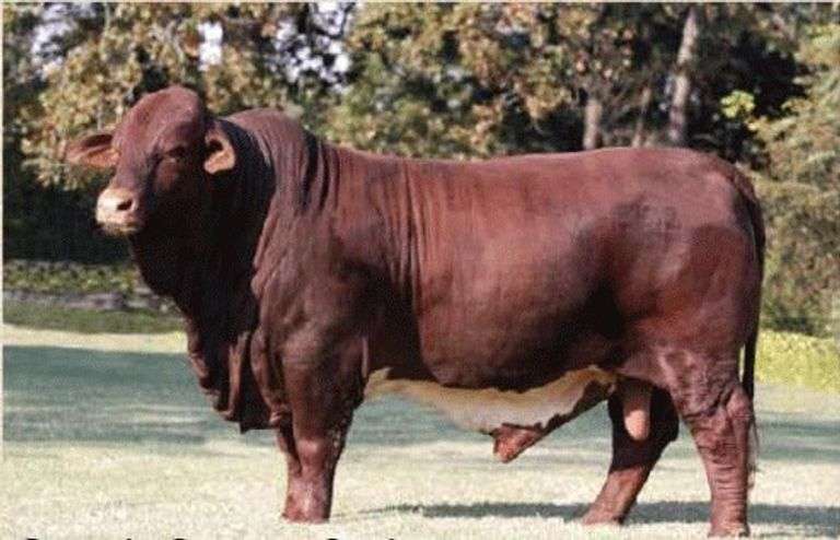 Semen Package: CF Sugar Bear