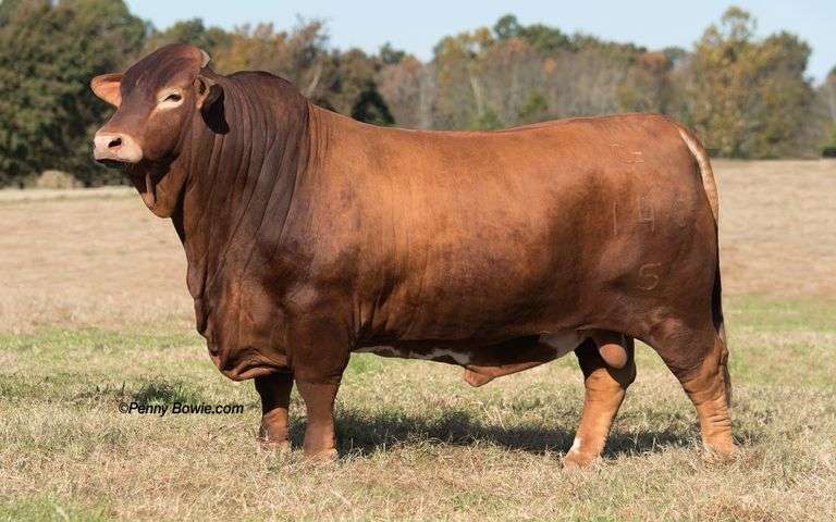 Semen Package: CF Prime 8