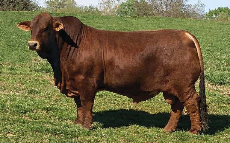 Semen Package: CottageF Checkmate