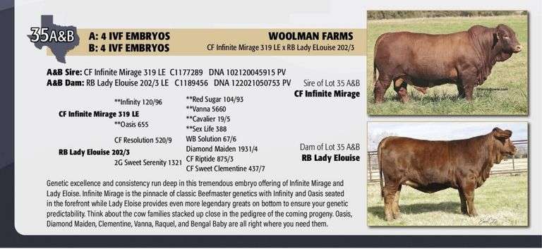 IVF Embryo Package: INFINITE MIRAGE x RB LADY ELOISE