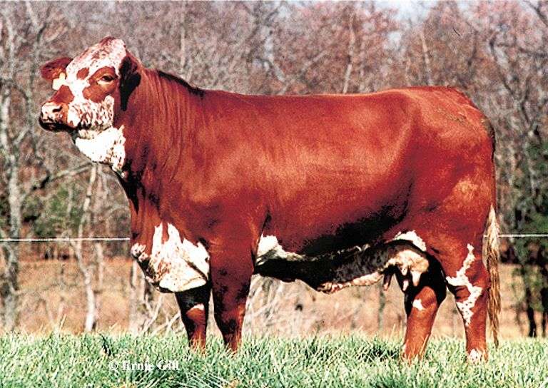 Semen Package: Gladiator