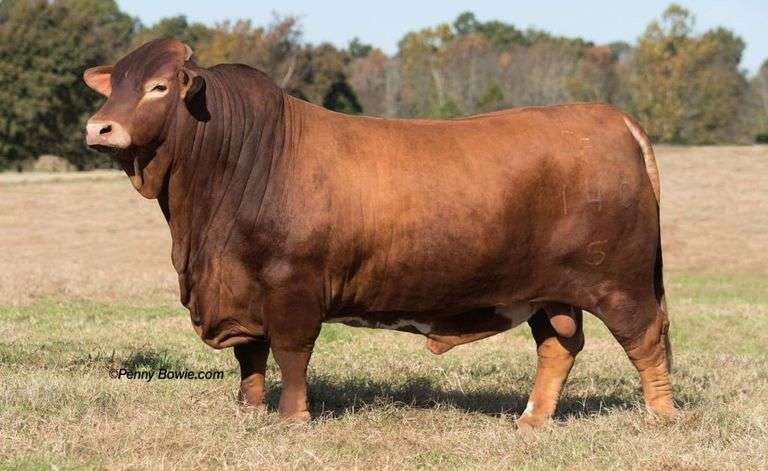 Semen Package: CF Prime 8