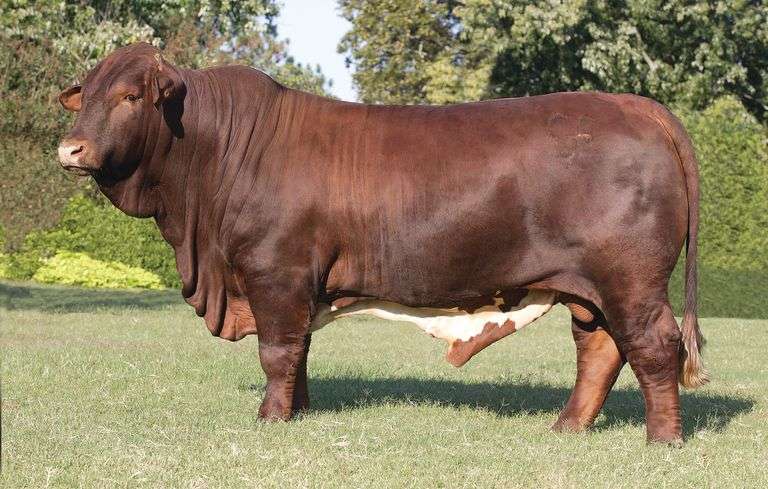 Semen Package: CF Sugar Britches