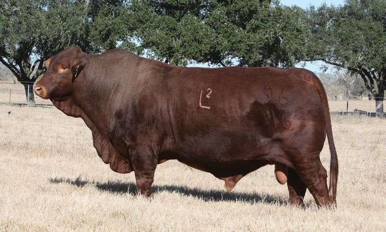 Semen Package: L2 Crimson