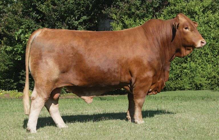 Semen Package: CF Dr Love