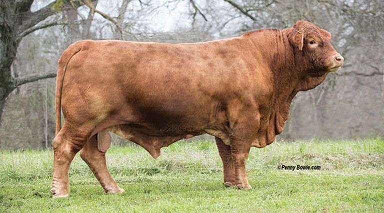 Semen Package: cf N-Sync