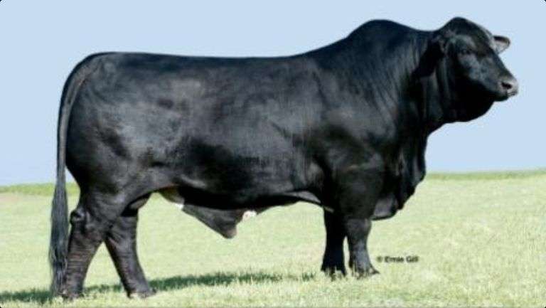 Semen Package: Jackpot