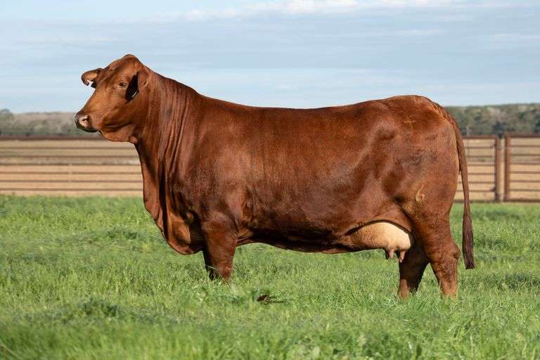 3 Frozen Embryos: Daybreak x Diamond Pearl