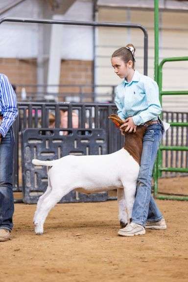 Avery Ewing Goat