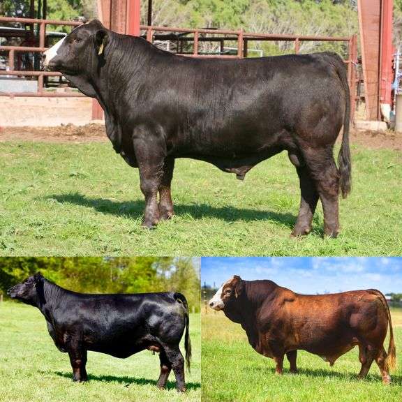 Sexed Heifer Embryo Package: HMO PRR Waylon Z4 x LMC Daydream 5Z/173
