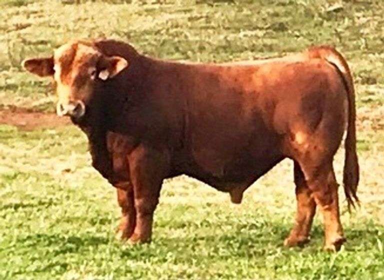 Semen Package: LMC SSC Angelo 852F