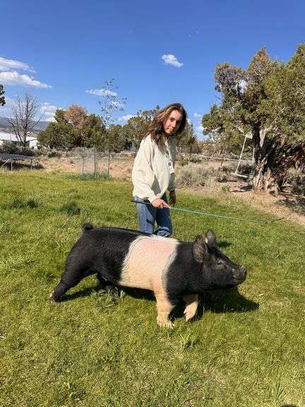 Ivana Ulicny Swine
