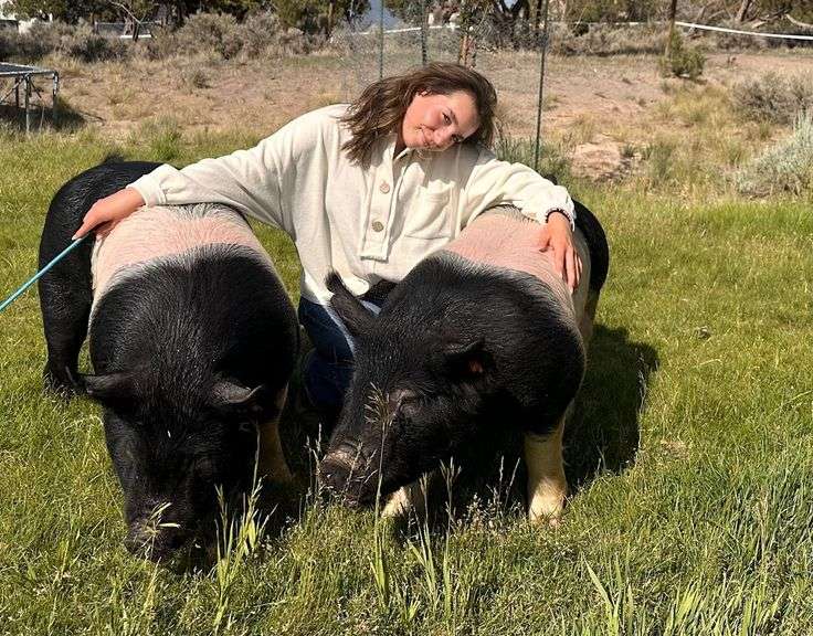 Ivana Ulicny Swine