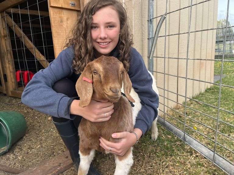 Dagny Bartlett Goat
