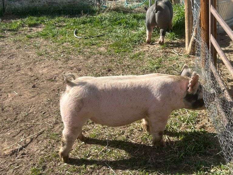Maci Marquez swine