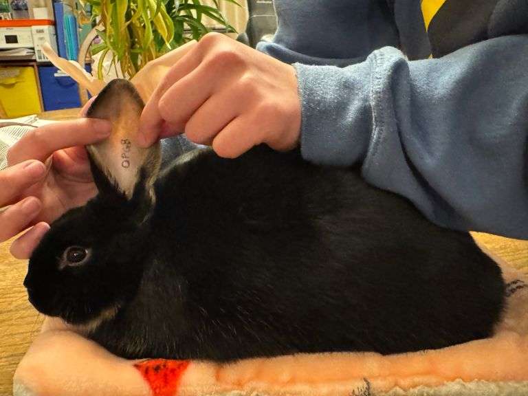 Kennedy Brugger Rabbits