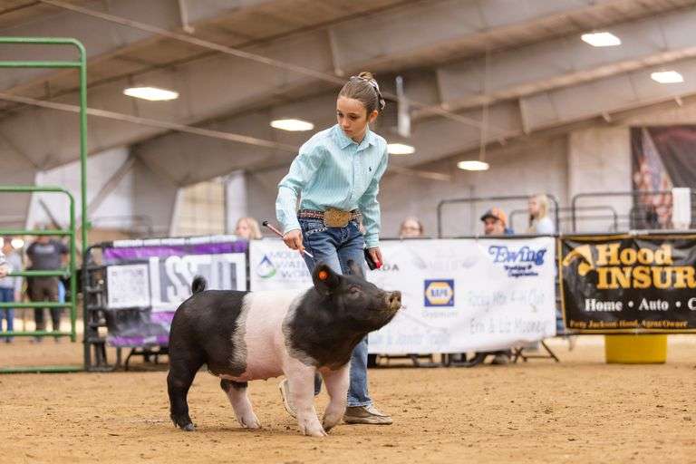Avery Ewing Swine
